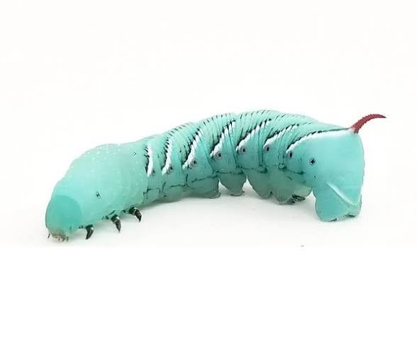 tobacco hornworm care Hornworm Care Guide | Feeding, Storage & Growth